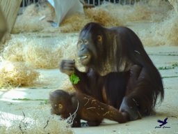 Tiergarten Schönbrunn am 03.10.2025